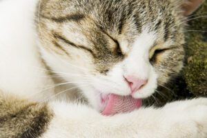 why are cats tongues so rough atlanta ga