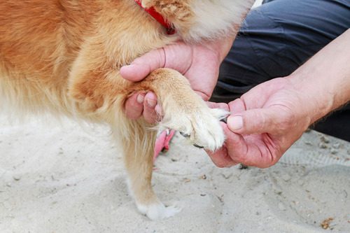 vet-examining-dogs-hurt-paw