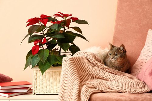 cat-resting-near-poinsettia-plant