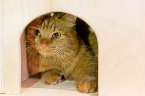 cat-in-wooden-house