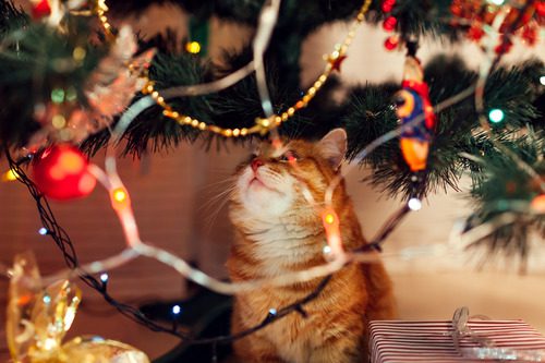 cat-sitting-under-christmas-tree