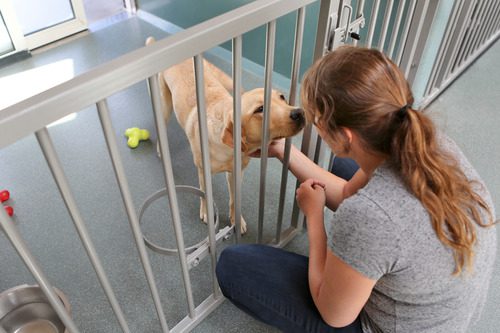 woman-petting-dog-through-kennel