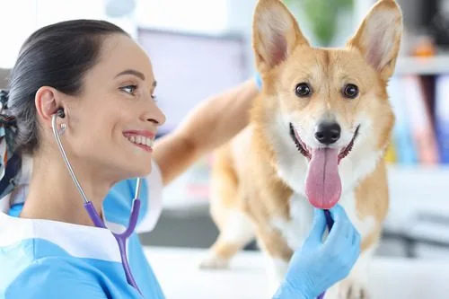vet-listening-to-dog-with-stethoscope-at-clinic