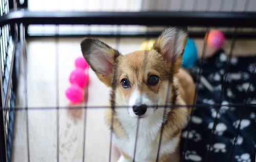 dog-in-crate