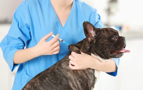 vet-administering-vaccine-to-dog-at-clinic