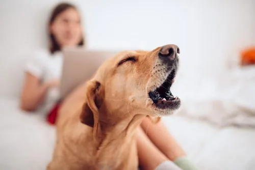 dog-barking-while-pet-owner-is-working-on-laptop-at-home