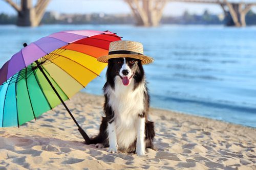 dog-with-straw-hat-on-sitting-on-the-beach-next-to-umbrella